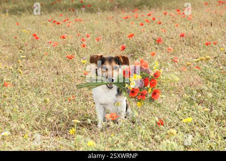 Jack Russell Terrier (1,5 Jahre alt) sitzt auf einer blühenden Wiese während des Tragens eines bunten Strauss in der Schnauze. Spanien Stockfoto