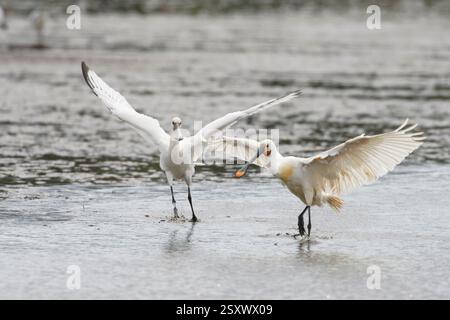 Eurasischer Löffelschnabel Platalea leucorodia, Erwachsene und Jugendliche trocknende Flügel nach dem Baden, Norfolk, England, UK, Juli. Stockfoto
