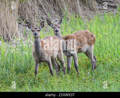 Rotwild Cervus elaphus, Zwillingskälber im Schilf, RSPB Leighton Moss Nature Reserve, Lancashire, England, Großbritannien, September. Stockfoto