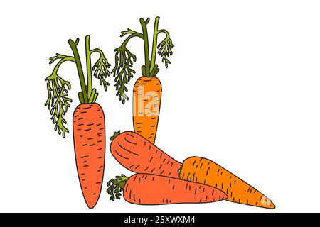 Handgezeichnete botanische bunte Sammlung mit saftigen Karotten isoliert auf weißem Hintergrund. Zeichentrickanlage Satz Gemüse Vektor Illustration. Grafik Stock Vektor