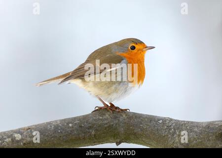 Europäischer Robin (Erithacus rubecula). Erwachsener, der auf einem Zweig steht. Deutschland Stockfoto
