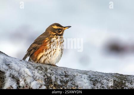 Rotflügel (Turdus iliacus) im Winter. Deutschland Stockfoto