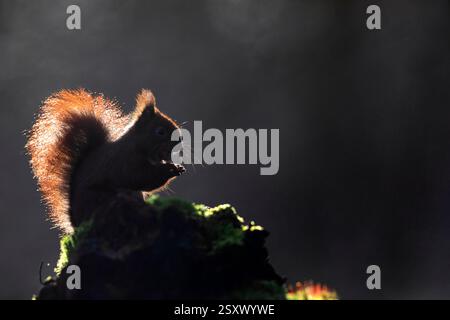 Das eurasische Rothörnchen (Sciurus vulgaris). Erwachsenes Tier isst Haselnuss im Morgenlicht, Hintergrundbeleuchtung. Deutschland Stockfoto