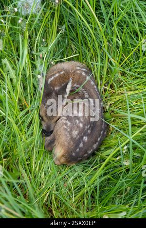 Reh (Capreolus capreolus). Fawn versteckt sich im Gras. Deutschland Stockfoto