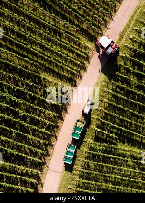 Aus der Vogelperspektive Traubenerntemaschine und Abfalltonnen zwischen Reihen grüner Weinreben auf sonniger Weinstraße Stockfoto