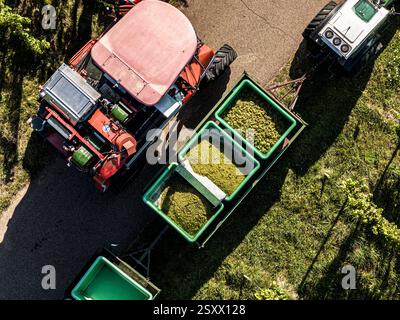 Aus der Vogelperspektive des Traktors und der Erntebehälter voller grüner Trauben auf dem sonnigen Weinberg Stockfoto