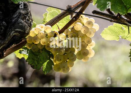 Nahaufnahme des Sonnenlichts, das halbtransparente gelbe Trauben beleuchtet, die an Weinbergen hängen Stockfoto