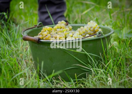 Geerntete Trauben aus Reifen grünen Trauben in grünem Eimer im Weinberggras Stockfoto
