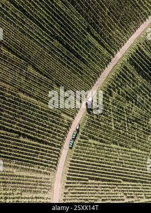 Luftaufnahme von Traktor und Traubenernter auf der Weinbergsstraße zwischen sich wiederholenden Reihen grüner Weinreben Stockfoto