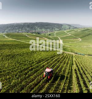 Panoramablick auf den Traubenernter in der sonnigen, sanften Weinbergslandschaft, Weinstadt, Deutschland Stockfoto