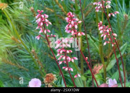 Heuchera wächst im Hüttengarten. Rosafarbene Blumen. Heuchera, die zu Zierzwecken im Blumenbeet angebaut wird. Sonniger Tag. Stockfoto