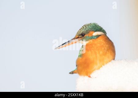Kingfisher (Alcedo atthis). Weiblich im Schnee. Deutschland Stockfoto