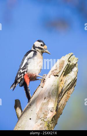 Großer Spotted Woodspecht (Picoides Major, Dendrocopos Major). Erwachsener Mann, der sich an verfallendes Holz festhält. Deutschland Stockfoto