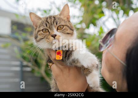Glückliche lächelnde ältere Frau in Gläsern, die sich im Sommergarten im Freien entspannt und Hauskatze umarmt. Stockfoto