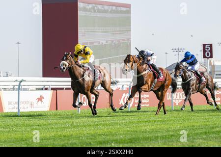 Amir Schwertschale. Pferderennen. Im Racing and Equestrian Club in Al Rayyan Doha, Katar Stockfoto