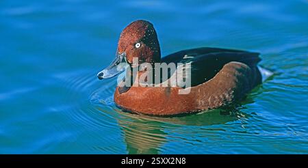 Ferruginöse Ente, ferruginöse Pochard (Aythya nyroca). Drake am Teich. Deutschland Stockfoto