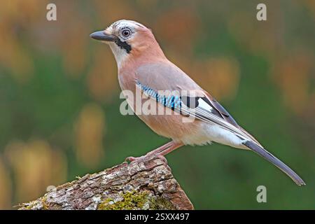 Eurasian Jay (Garrulus glandarius). Erwachsener, der auf einem Baumstumpf steht. Deutschland Stockfoto