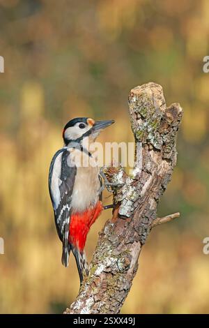 Spechte (Picoides Major, Dendrocopos Major) am trockenen Zweig eines Birnenbaums im Frühjahr Stockfoto
