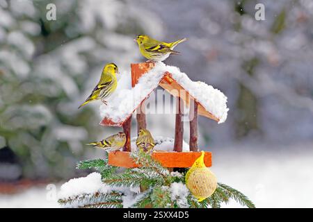 Eurasischer Siskin (Carduelis spinus). Vier Sisskins im Winter bei einem Feeder. Zwei Männer auf dem Dach, zwei Weibchen unten. Deutschland Stockfoto
