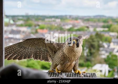 Peregrine Falke (Falco peregrinus) an einem künstlichen Nest in einer Kirche, Mönchengladbach, Deutschland Stockfoto