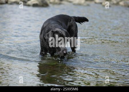 Black labrador Retriever spielt im Sommer im Fluss Stockfoto