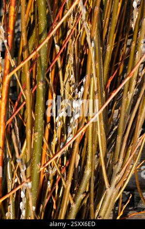 Nahaufnahme der Weidenzweige, norfolk, england Stockfoto