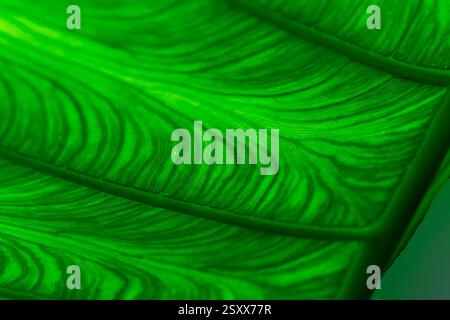 Blattmuster: Nahaufnahme eines grünen tropischen Pflanzenblattes von unten, das den Mittelkamm und die strahlenden „Rippen“ zeigt. Stockfoto