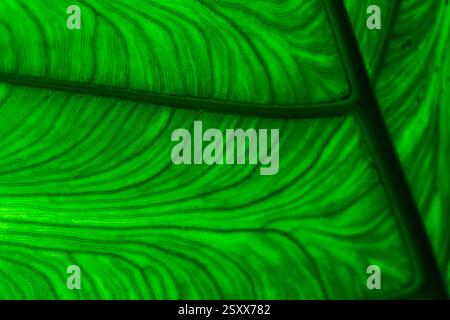 Blattmuster: Makrodetail eines grünen tropischen Pflanzenblattes von unten, das den Mittelrücken und die strahlenden Rippen Nr. 2 zeigt. Stockfoto
