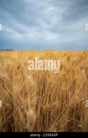 Goldenes Weizenfeld unter dramatischem Himmel in der Provence, Frankreich Stockfoto