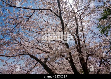Blick auf die wunderschöne Kirschblüte während der Frühlingssaison im Garten im Himeji-Schloss, Hyōgo, Japan. Stockfoto