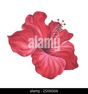 Rote Hibiskus-Blume Aquarell Botanische Stilisierte Illustration Stockfoto