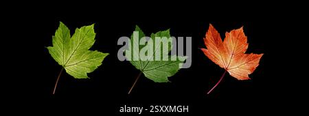 Blumenstille Kunst Blumenpanorama einer Sammlung saisonaler Acer-Blätter (Acer pseudoplatanus 'Brilliantissimum') isoliert auf Schwarz Stockfoto