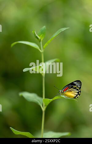 Ein lebendiger Schmetterling liegt zart auf einem grünen Blatt, seine farbenfrohen Flügel bilden einen schönen Kontrast zum weichen, verschwommenen Hintergrund der Natur. Stockfoto