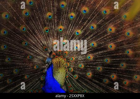 Ein Pfau ist ein lebendiger und majestätischer Vogel, der für seine auffälligen, schillernden Schwanzfedern bekannt ist, die er in einer dramatischen Darstellung entfalten kann. Stockfoto