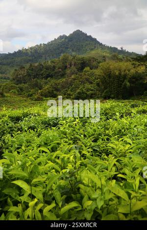 Sabah Teeplantage in Malaysia. Sabah Region von Borneo. Stockfoto
