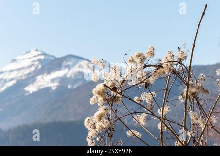 Winterberglandschaft mit flauschigen Pflanzen im Vordergrund. Stockfoto