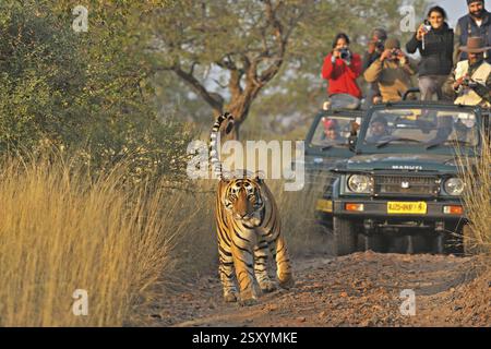 Touristenfahrzeuge folgen Tiger panthera tigris tigris, Ranthambore Nationalpark, Rajasthan, Indien, Asien Stockfoto