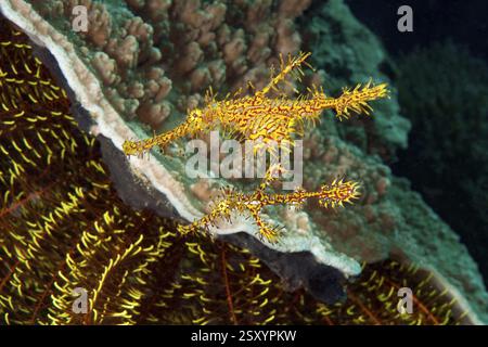 Unterwasserfoto Nahaufnahme eines Paares von Harlequin Geisterwrasse (Solenostomus paradoxus) Geisterpfeifenfische oben groß größer weiblich unten kleiner männlich Stockfoto