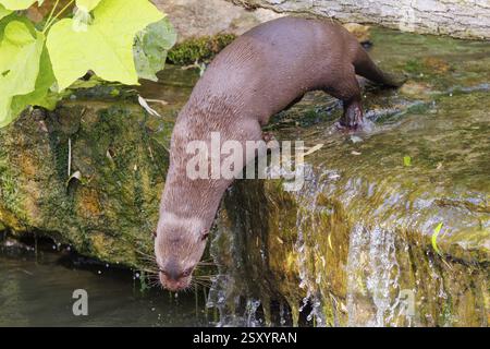Ein erwachsener Riesenotter (Pteronura brasiliensis) läuft über Felsen in einem flachen Bach und springt am Wasserfall ins Wasser Stockfoto