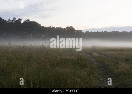 Morgennebel über einer Wiese, Wiesenweg im Lausitzer Seenland, Elsterheide, Sachsen, Deutschland, Europa Stockfoto