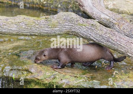 Ein ausgewachsener Riesenotter oder Riesenotter (Pteronura brasiliensis) steht auf einem Felsen unter einem umgestürzten Baumstamm in einem kleinen Bach neben einem kleinen Wasserfall Stockfoto