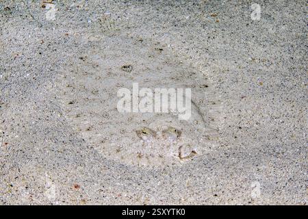 Steinbutt mit Pfauauenaugen (Bothus lunatus) liegt auf getarntem Sandboden im Indischen Ozean, Mauritius, Afrika Stockfoto