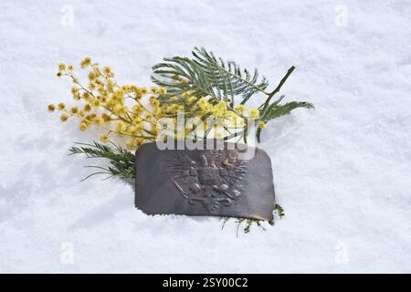 Gelbe Mimosa-Blüten auf weißem Schnee mit einer angetrübten Gürtelschnalle der Russischen Kaiserlichen Armee. Wappen des Russischen Reiches Stockfoto