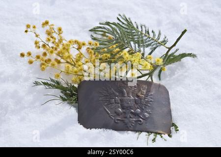 Gelbe Mimosa-Blüten auf weißem Schnee mit einer angetrübten Gürtelschnalle der Russischen Kaiserlichen Armee. Wappen des Russischen Reiches Stockfoto