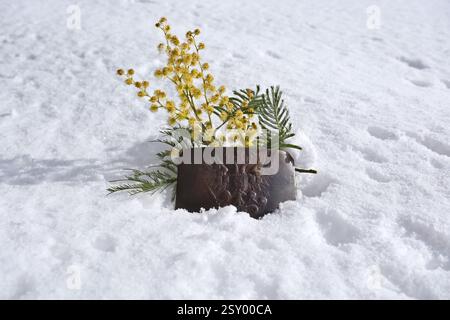 Gelbe Mimosa-Blüten auf weißem Schnee mit einer angetrübten Gürtelschnalle der Russischen Kaiserlichen Armee. Wappen des Russischen Reiches Stockfoto