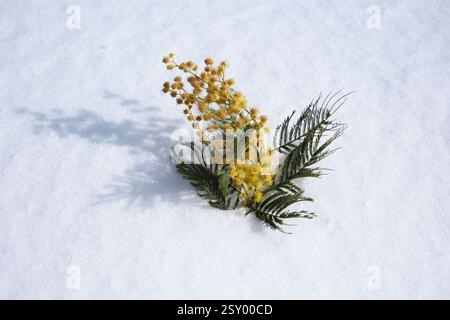 Mimosa blüht im Schnee. Gelbe Mimosa-Blüten. Mimosa-Blumenstrauß auf weißem Schnee im Winter Stockfoto