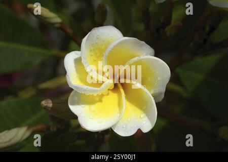 Plumeria Rubra, Trivandrum, Kerala, Indien, Asien Stockfoto