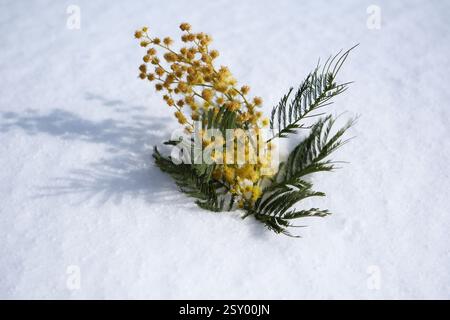 Mimosa blüht im Schnee. Gelbe Mimosa-Blüten. Mimosa-Blumenstrauß auf weißem Schnee im Winter Stockfoto