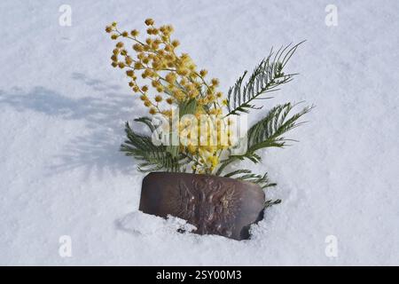 Gelbe Mimosa-Blüten auf weißem Schnee mit einer angetrübten Gürtelschnalle der Russischen Kaiserlichen Armee. Wappen des Russischen Reiches Stockfoto