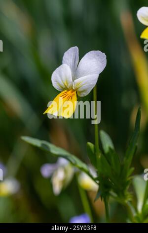 Viola arvensis ist eine Veilchenart, die unter dem gebräuchlichen Namen Feldpalisa bekannt ist. Stockfoto